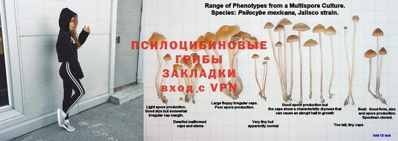 Псилоцибиновые грибы прущие грибы  Артёмовский 